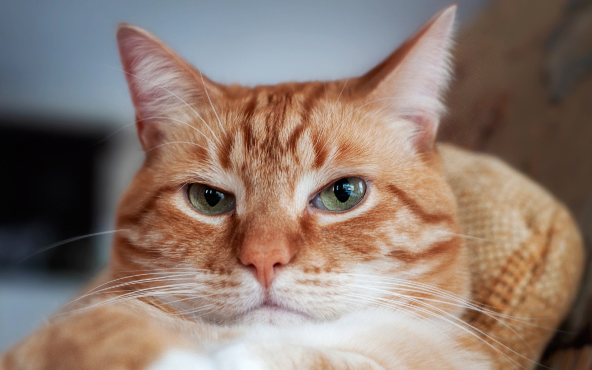 Морда красивого рыжего кота с зелеными глазами