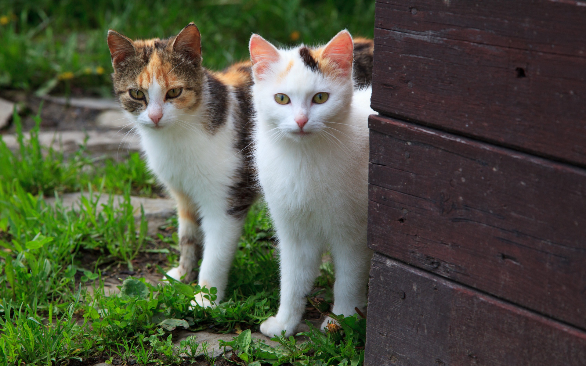Два кота выглядывают из-за стены