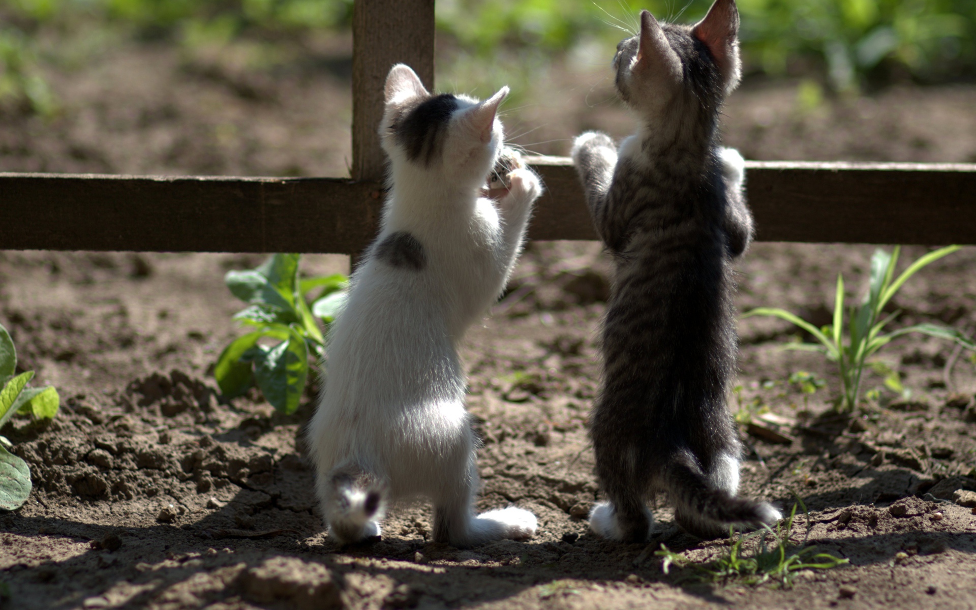 Два маленьких котенка у забора