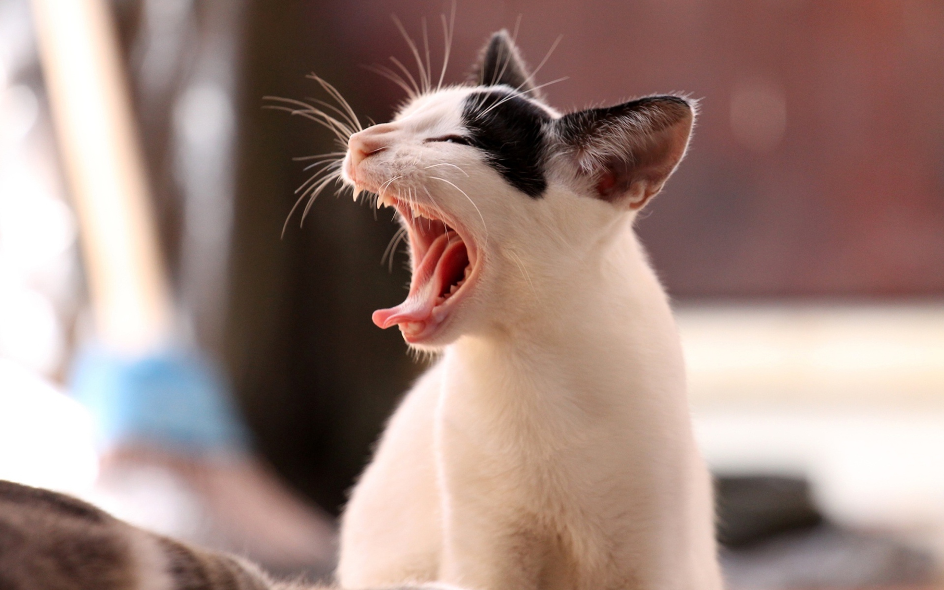 Белый кот с черными пятнами зевает 