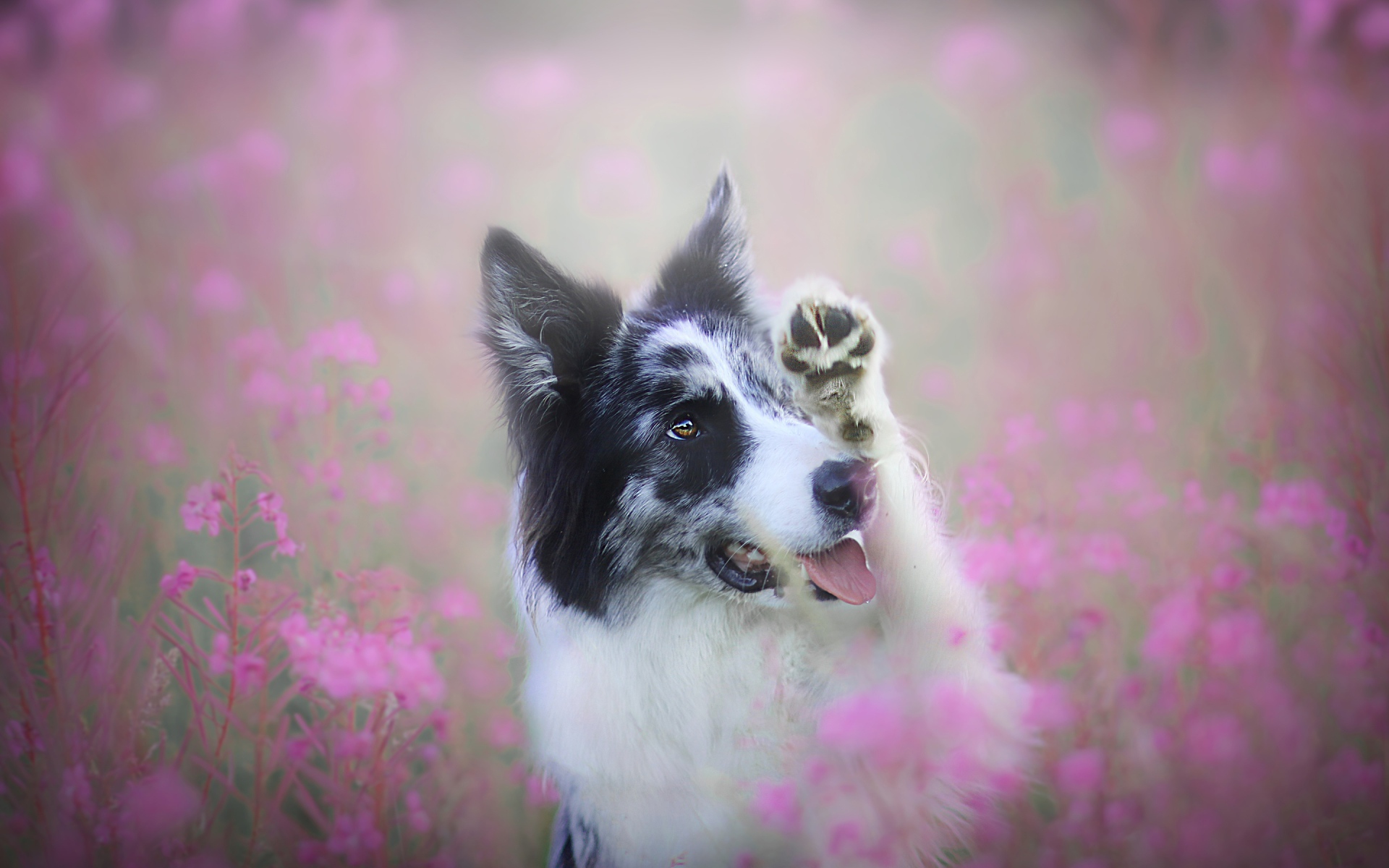 Бордер-колли сидит в розовых цветах 