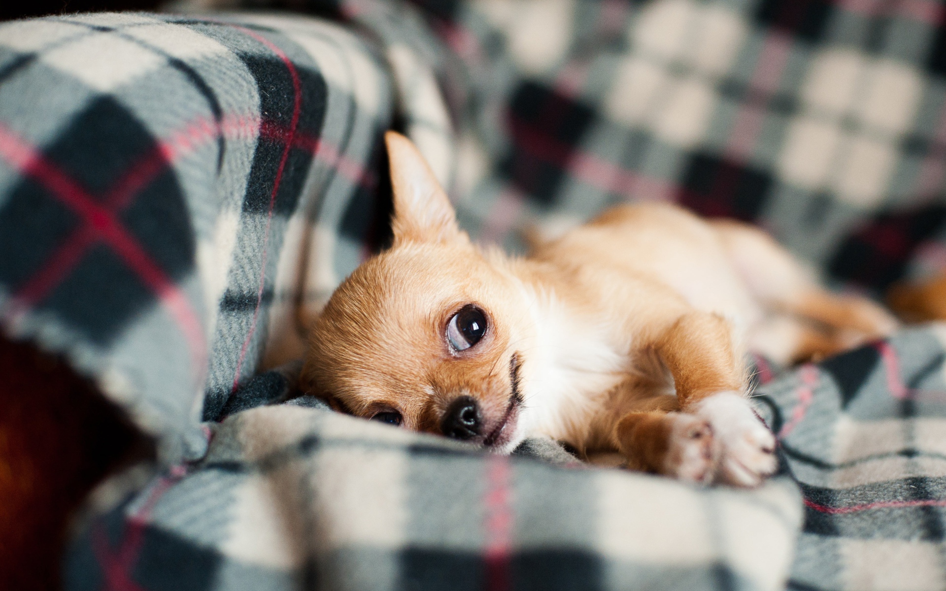 Chihuahua dog is lying on the sofa