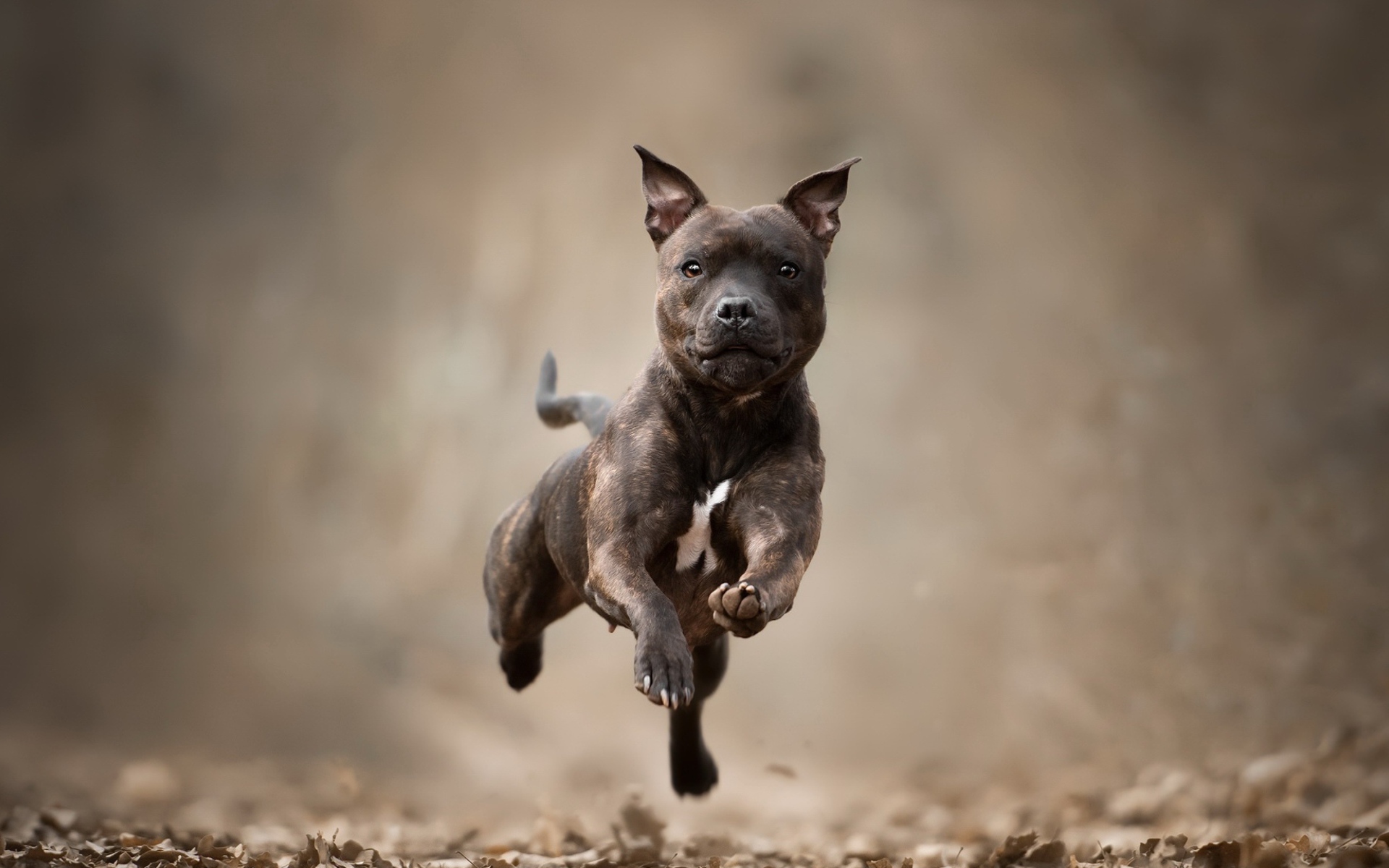 Собака породы Стаффордширский бультерьер бежит по сухой листве