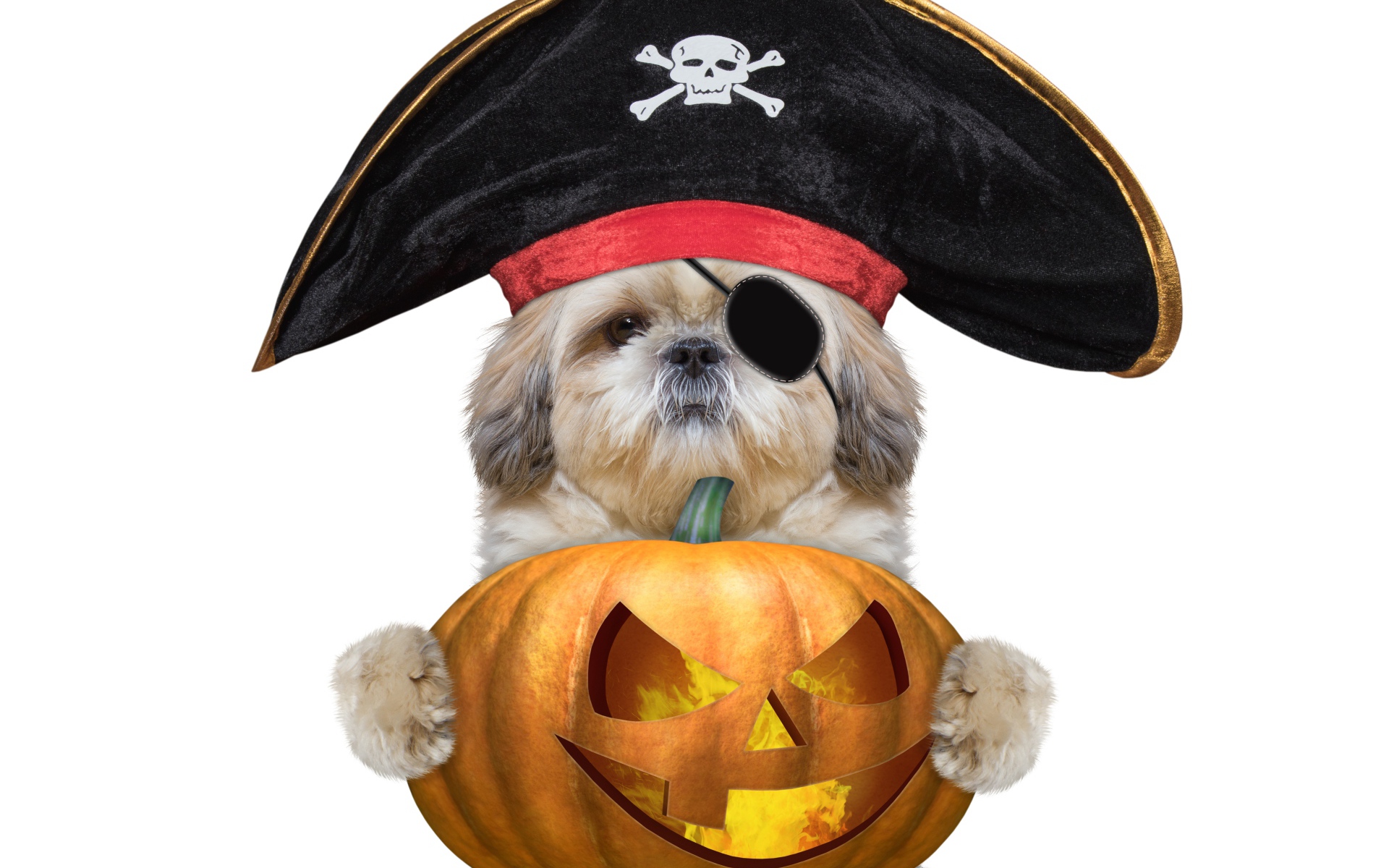 Пес в костюме пирата с тыквой на Хэллоуин 
