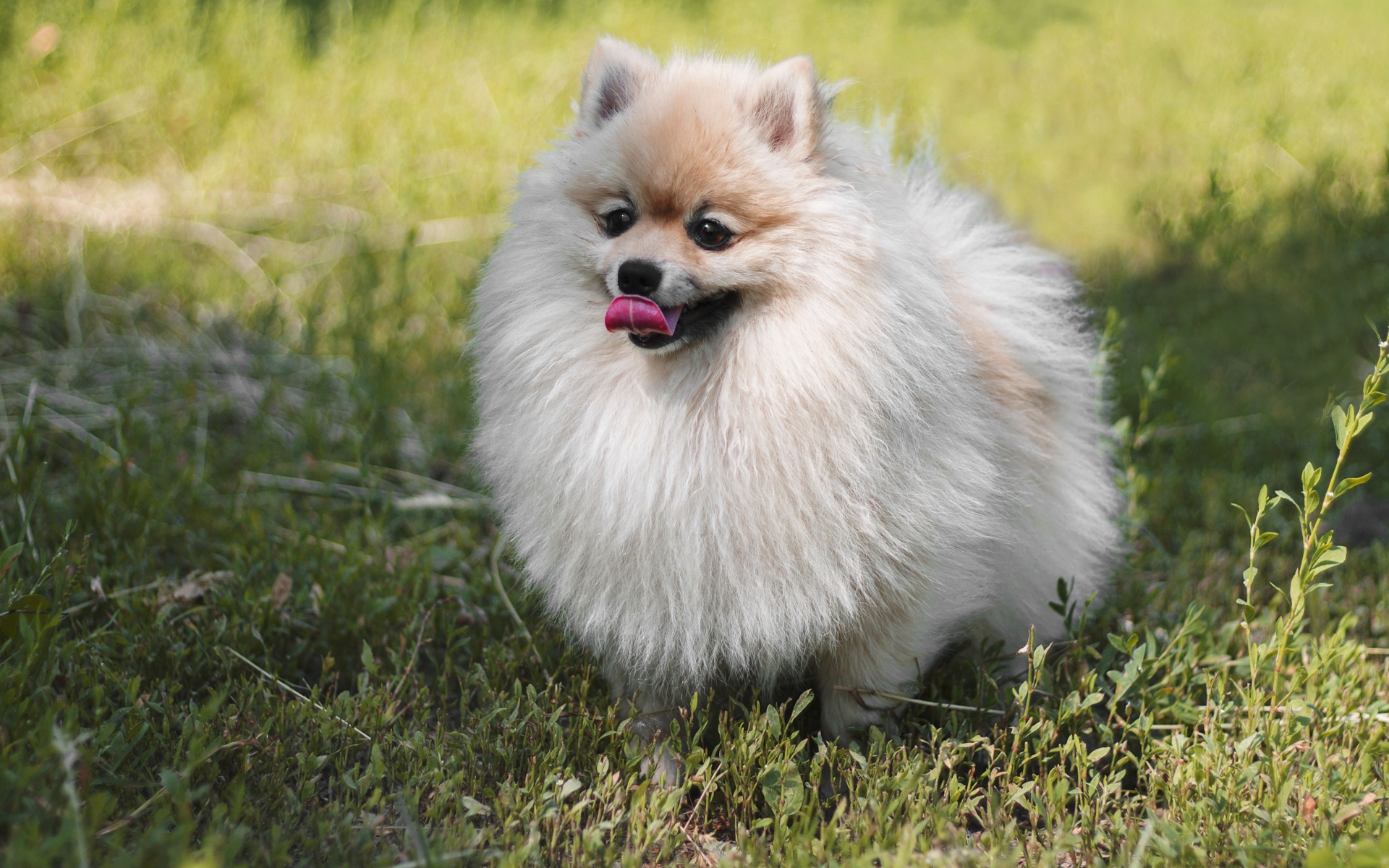 Пушистый шпиц с высунутым языком на зеленой траве