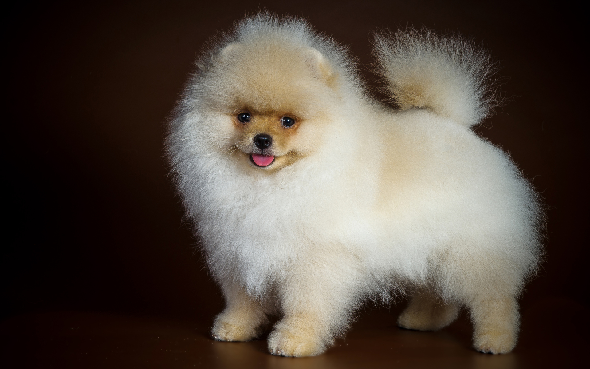 Пушистый забавный белый шпиц на коричневом фоне