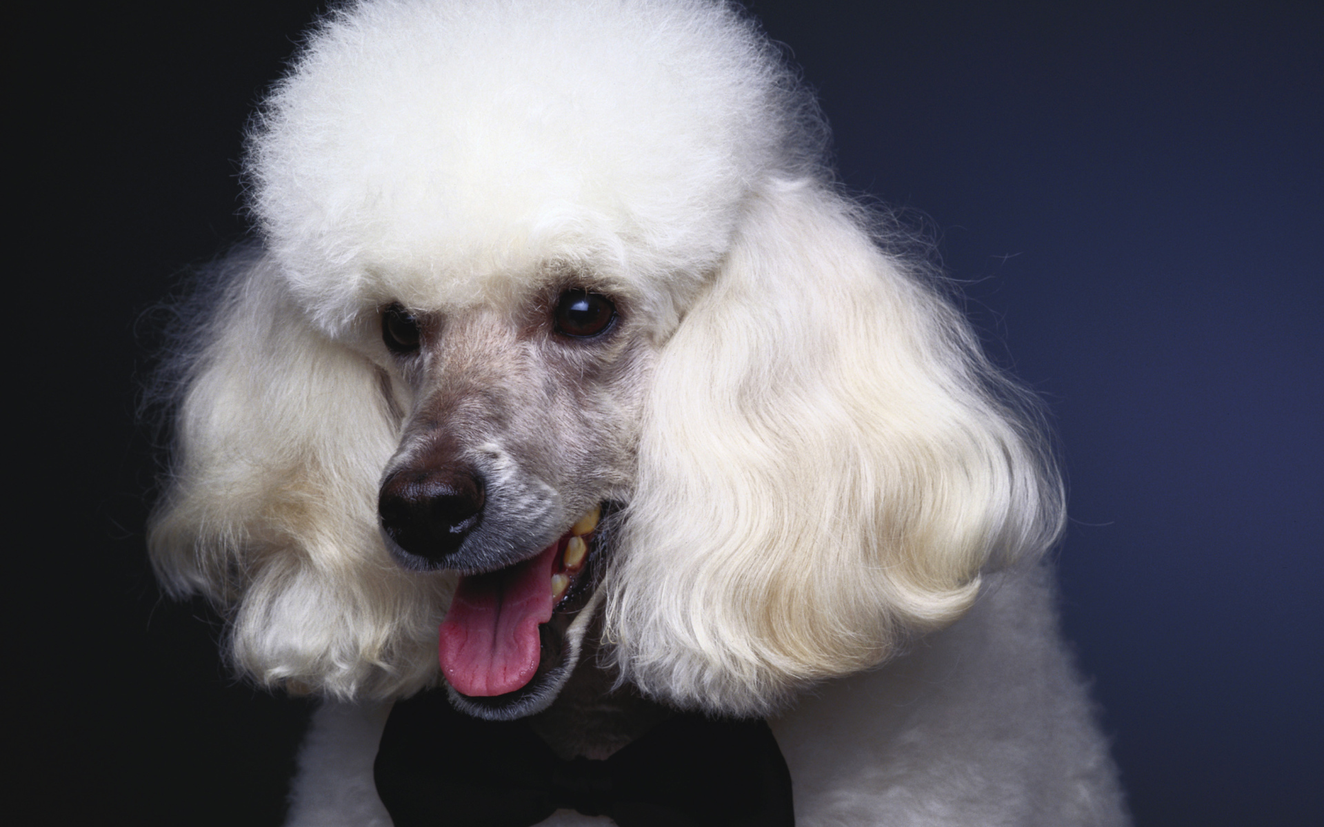 Пушистый белый пудель с черной бабочкой на шее