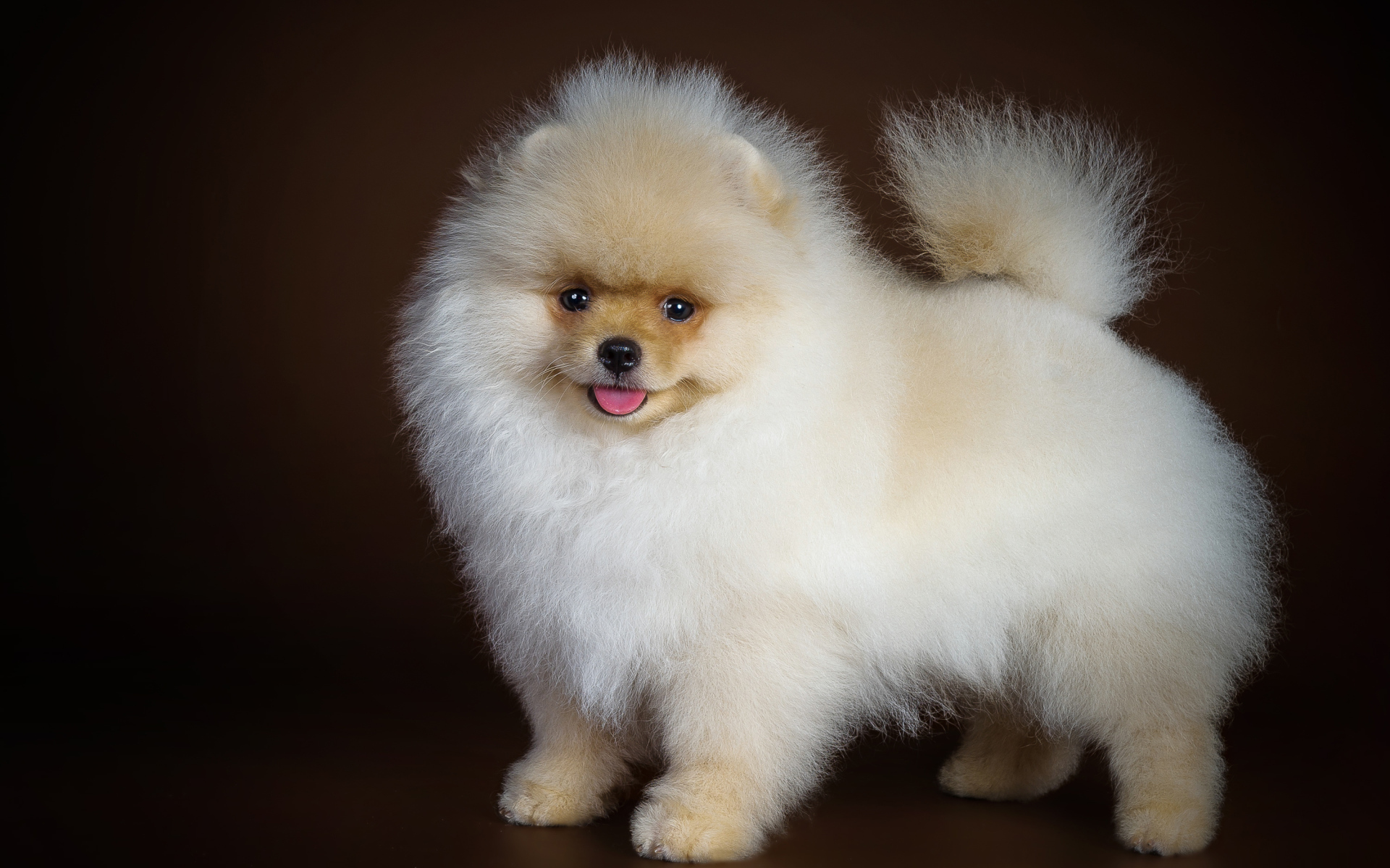 Fluffy white spitz with tongue hanging out