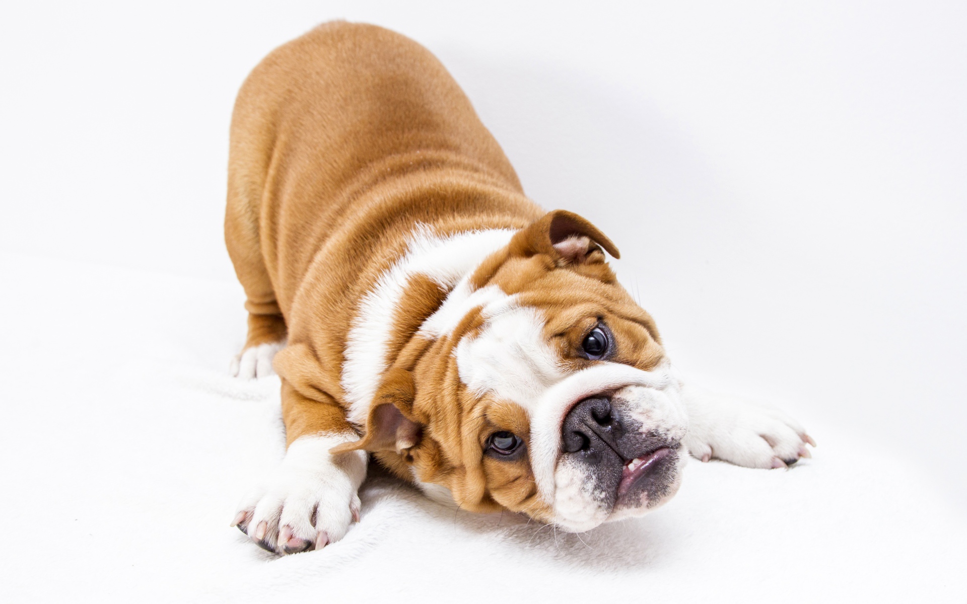 Забавный бульдог на белом фоне