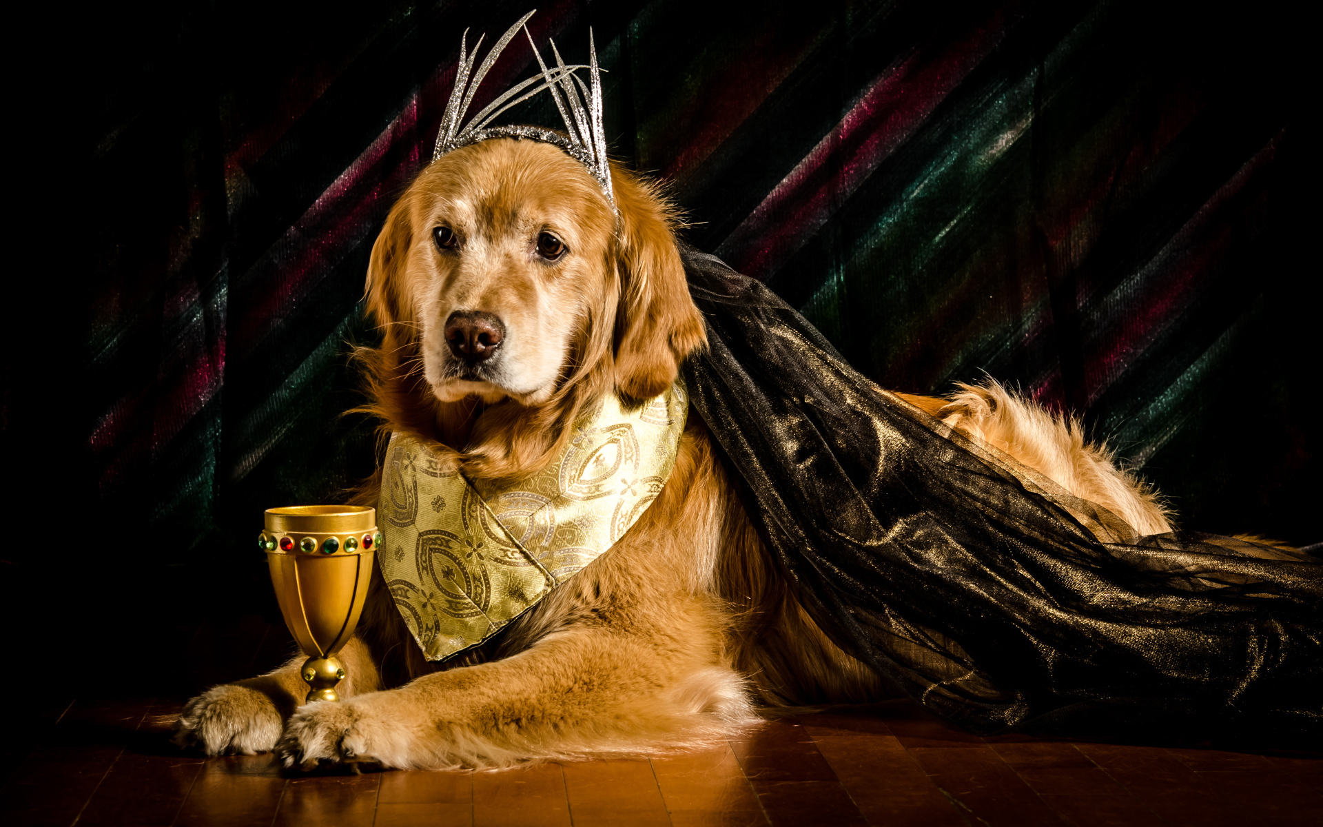 Золотистый ретривер в костюме с кубком