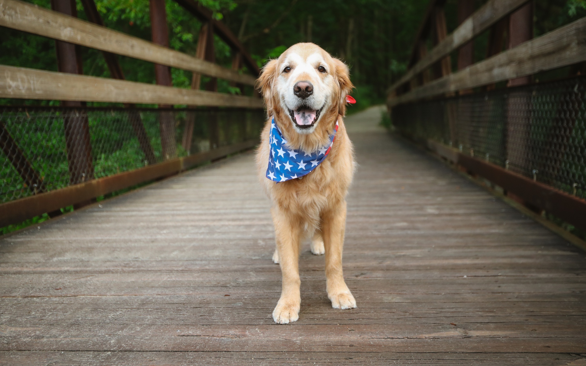 Золотистый ретривер с платком на шее стоит на мосту