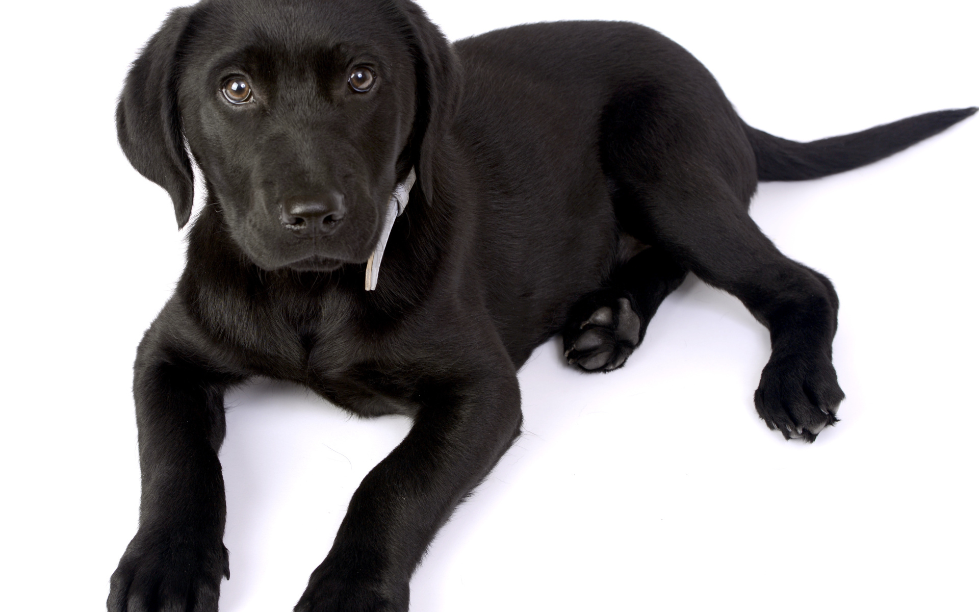 Маленький черный щенок лабрадора на белом фоне