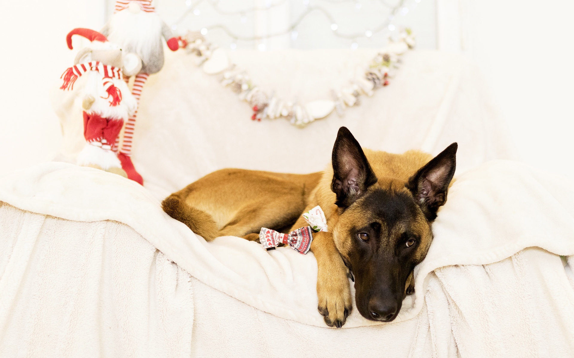 Бельгийская Овчарка Малинуа грустит на кровати