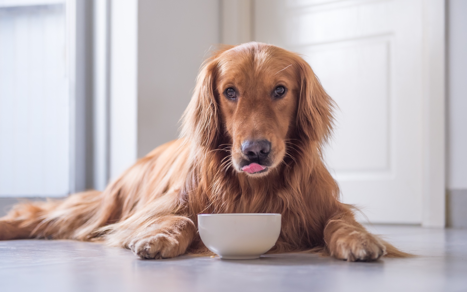 Породистая рыжая собака с чашкой 