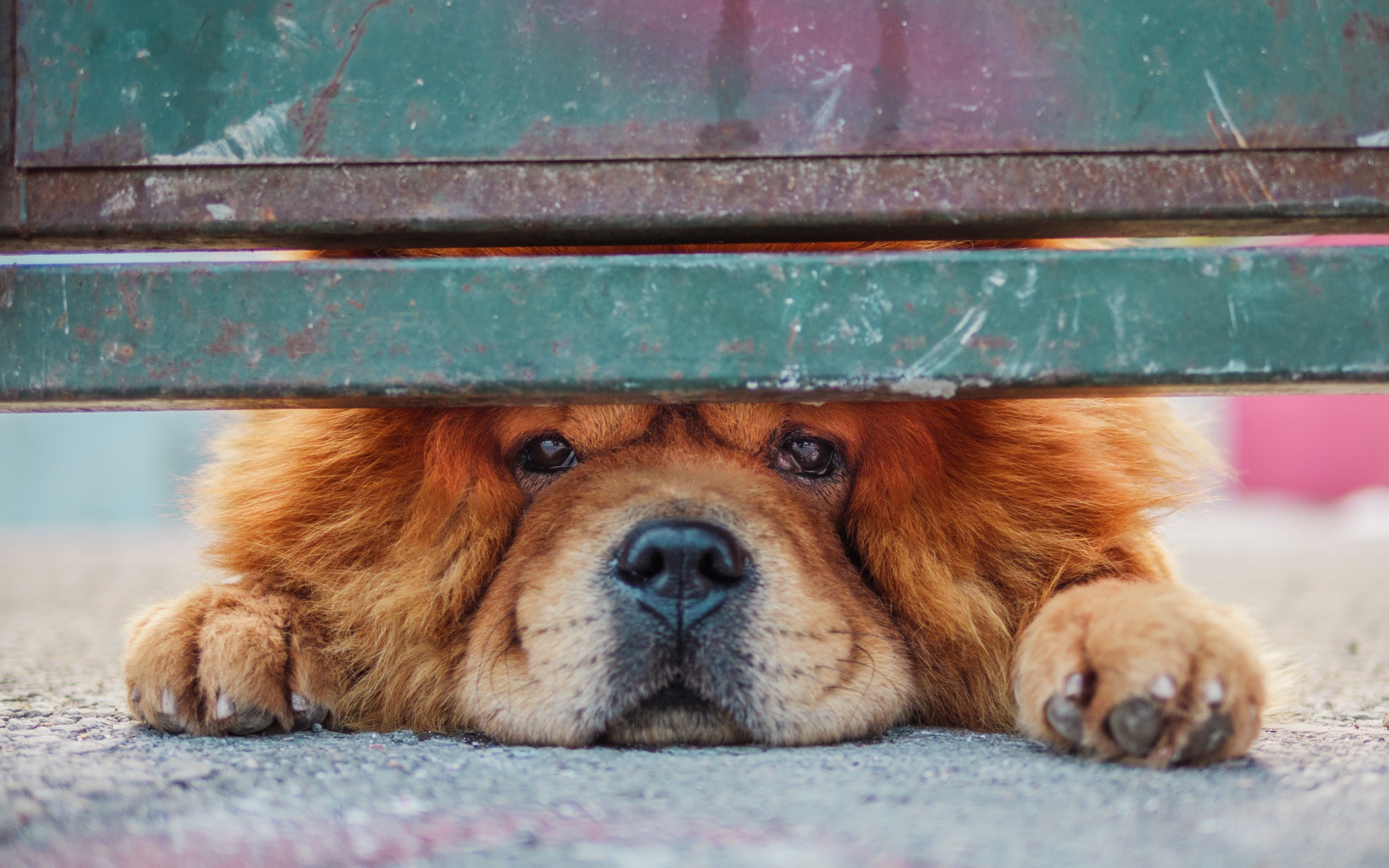 Рыжий породистый пес смотрит под забором