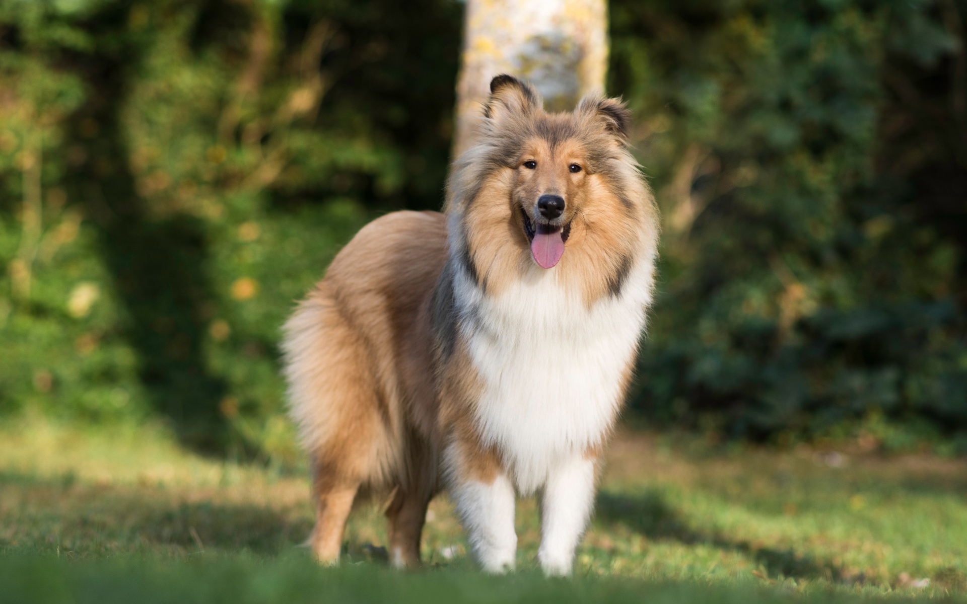 Собака породы шелти с высунутым языком