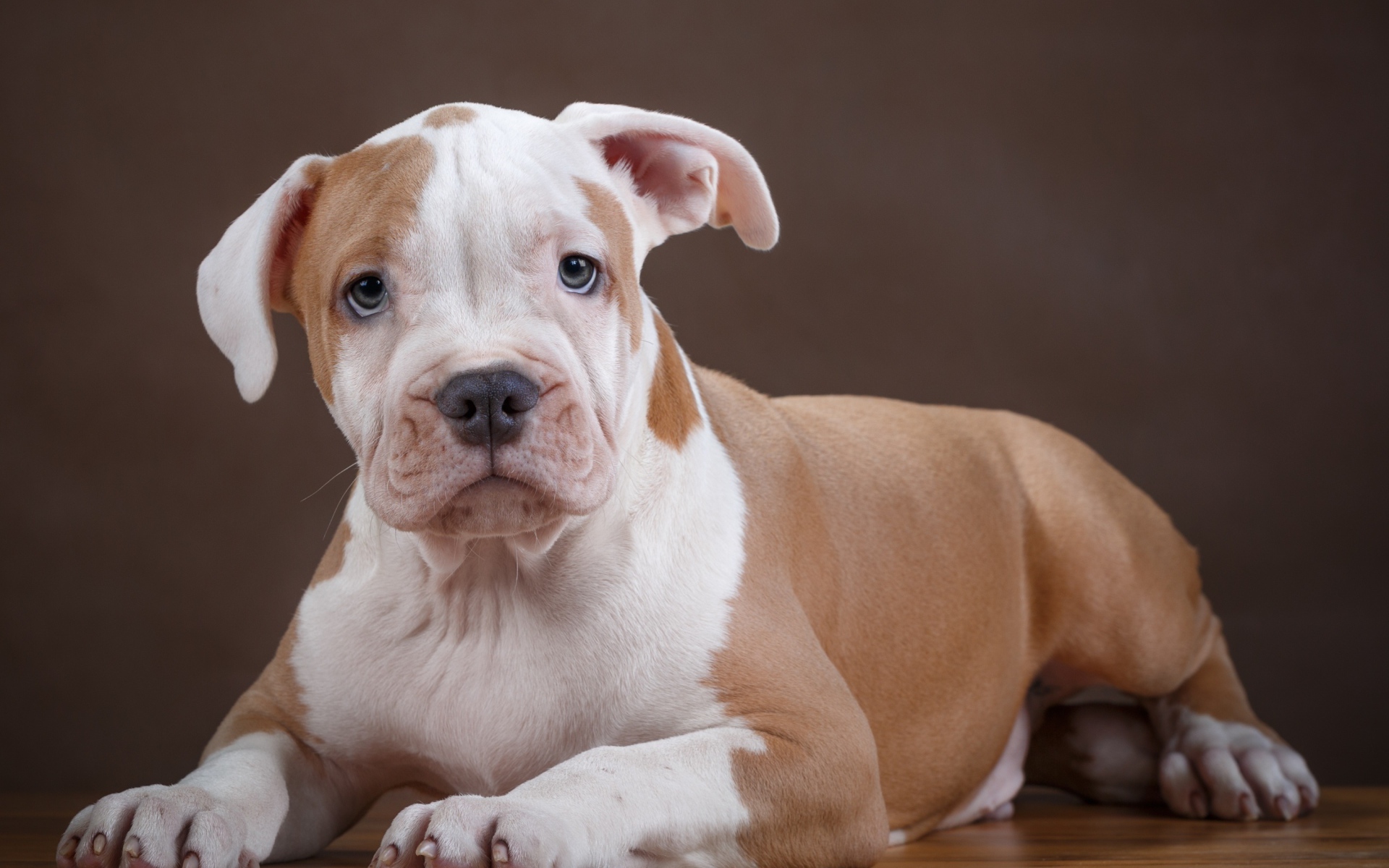 Щенок стаффа на деревянном полу