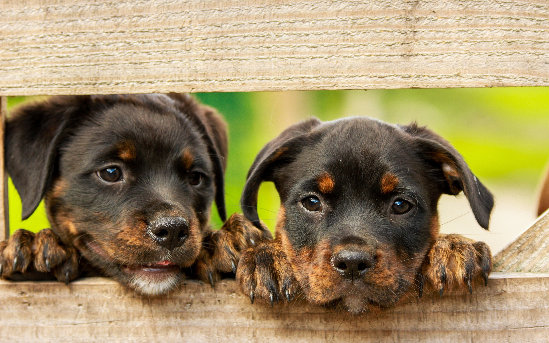 Два любопытных щенка ротвейлера смотрят в заборе