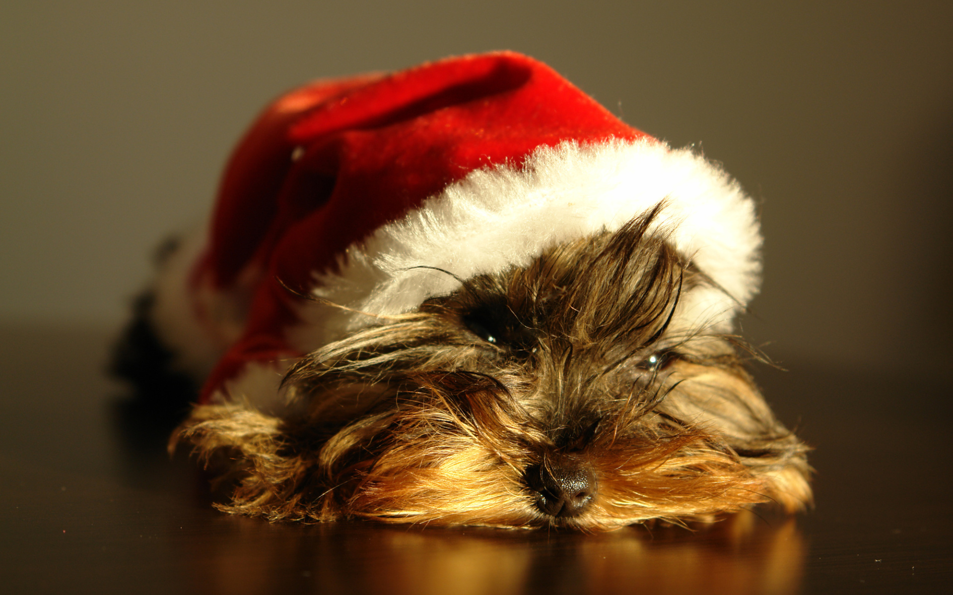 Йоркширский терьер в новогодней шапке 