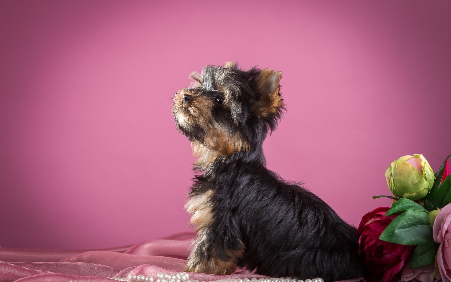 Yorkshire terrier sitting on a pink background with flowers and beads.