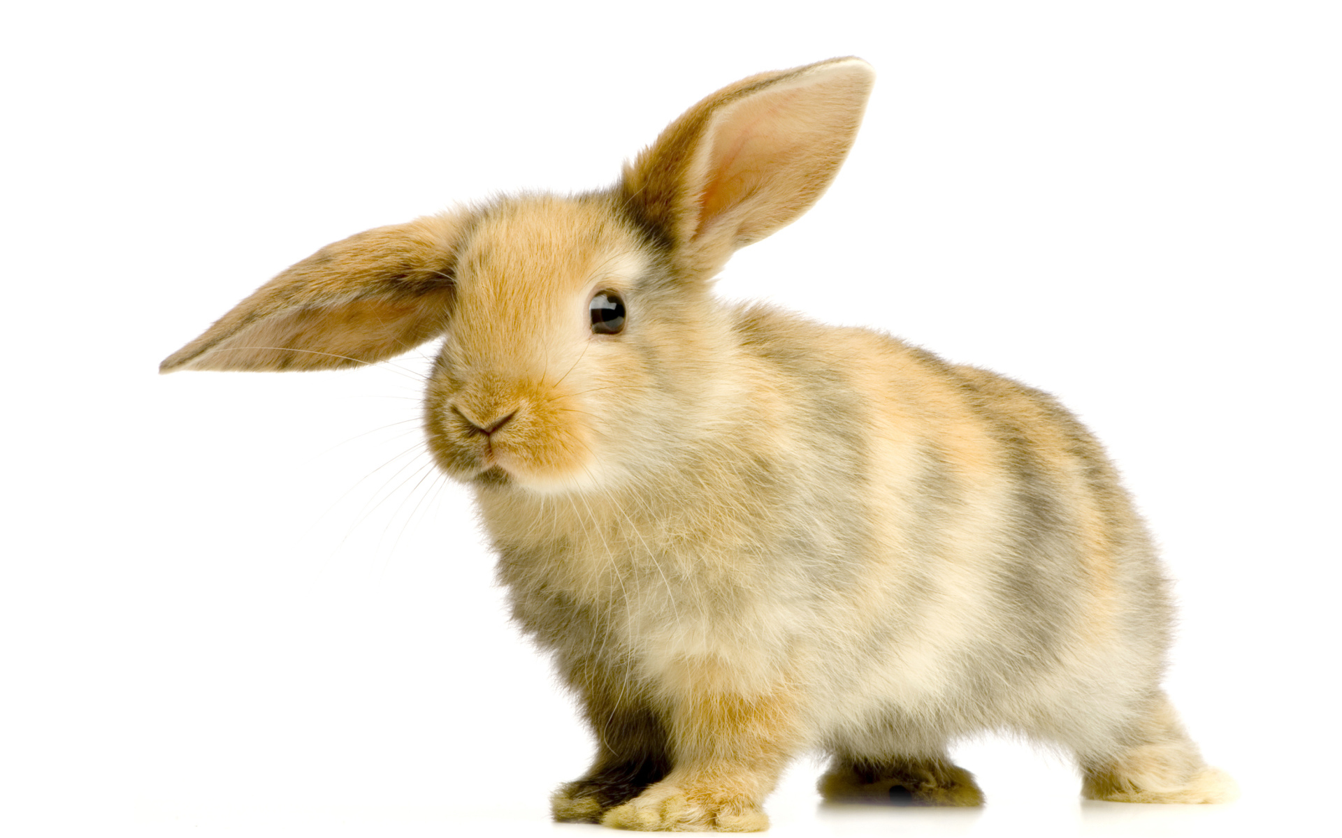 Милый декоративный кролик с опущенным ухом на белом фоне