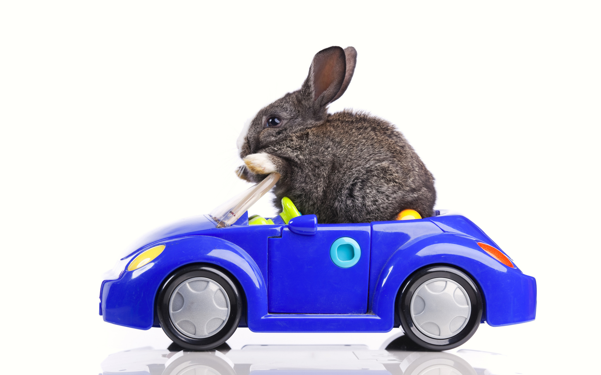 Серый декоративный кролик в игрушечной машинке на белом фоне