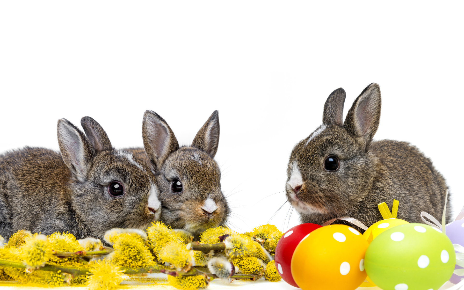 Маленькие серые кролики с веткой вербы и крашеными яйцами на белом фоне
