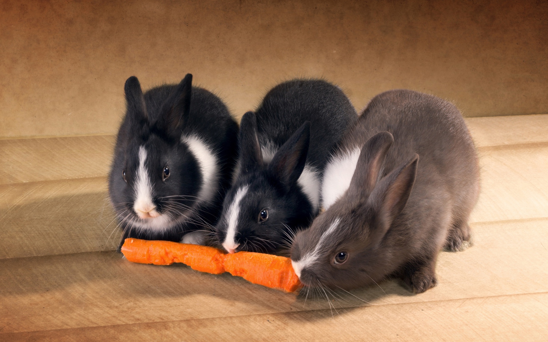 Три милых декоративных кролика грызут морковку