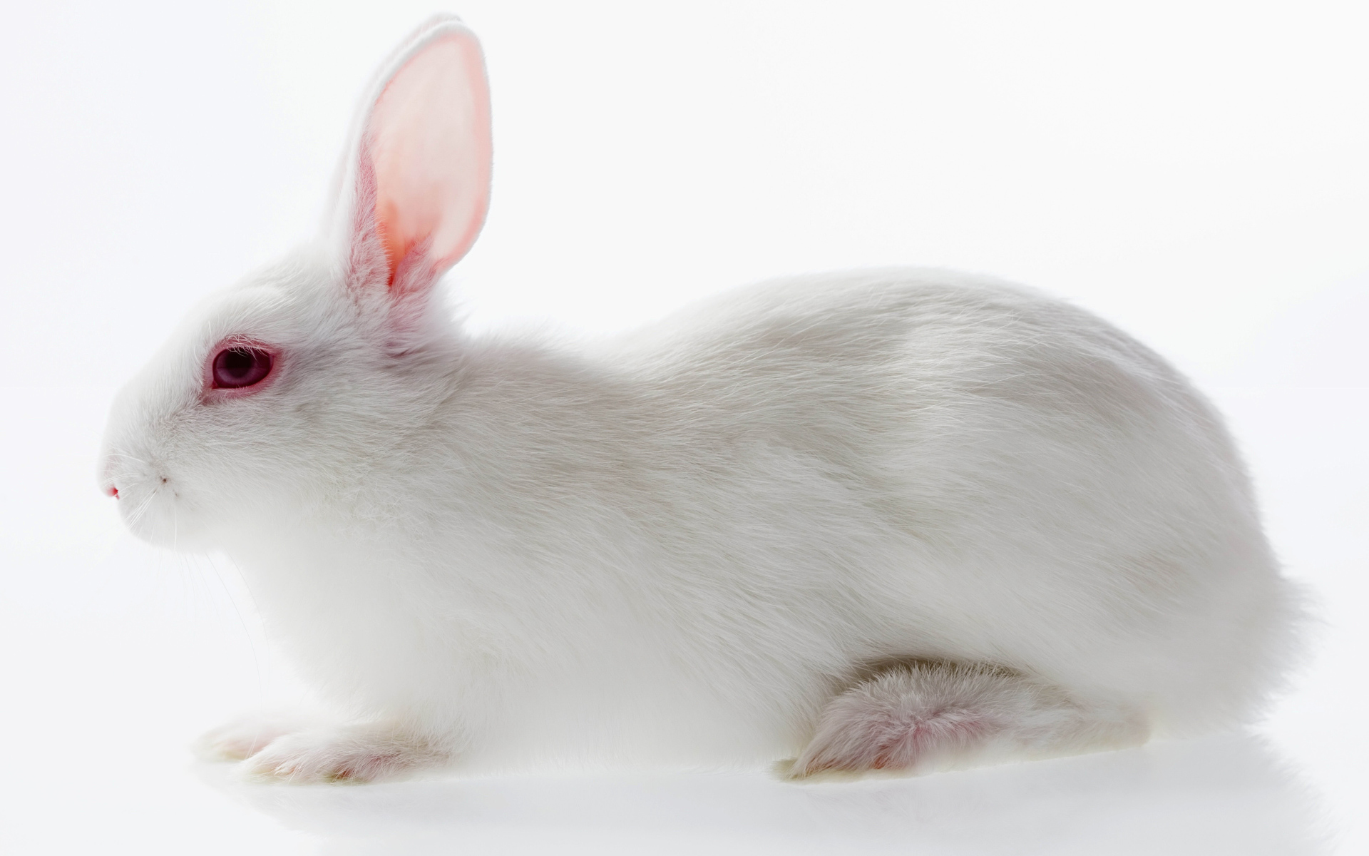 Белый кролик с красными глазами на белом фоне