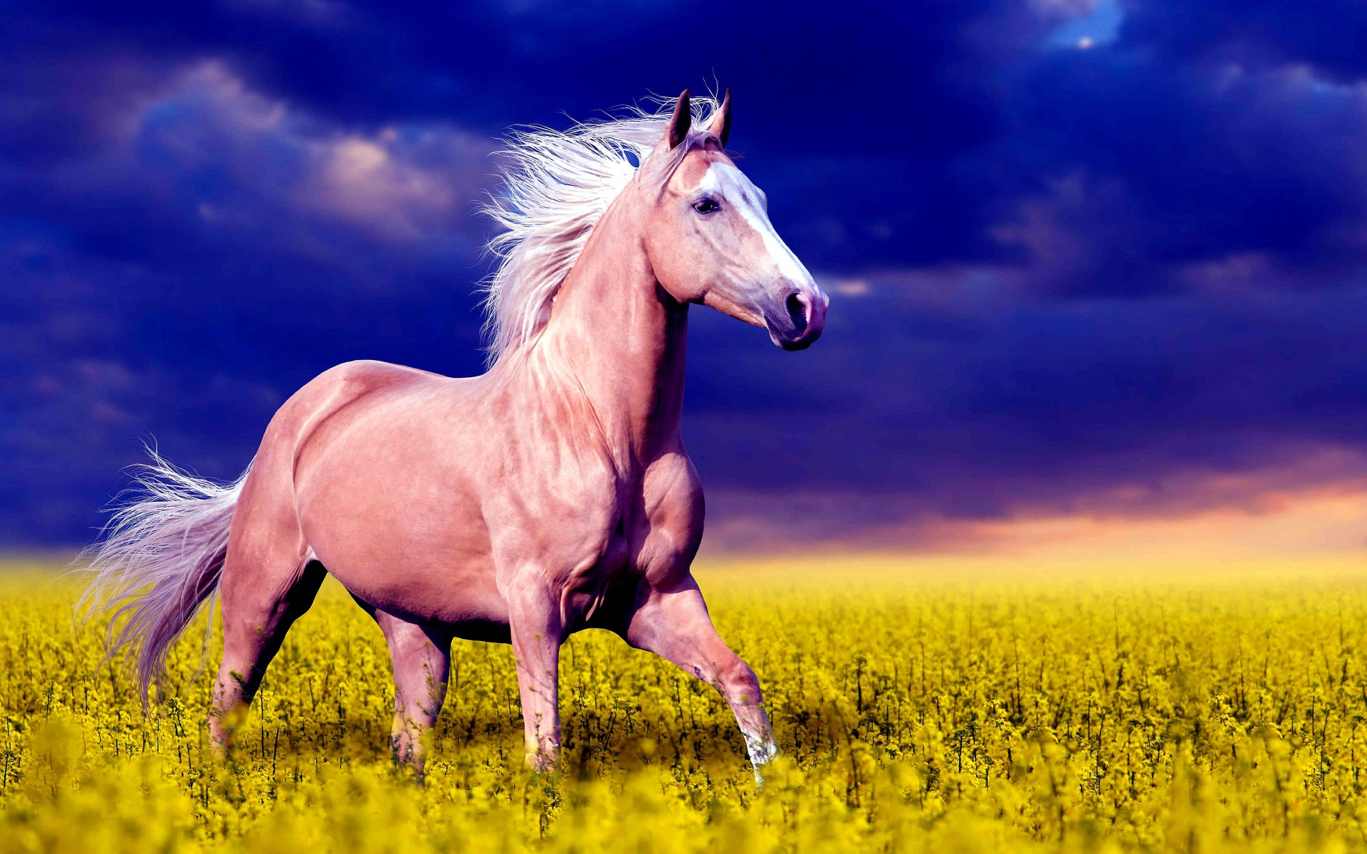 Красивая коричневая лошадь скачет по желтым цветам