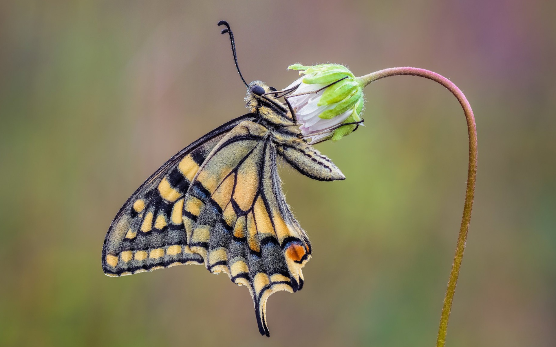 Красивая бабочка махаон сидит на цветке