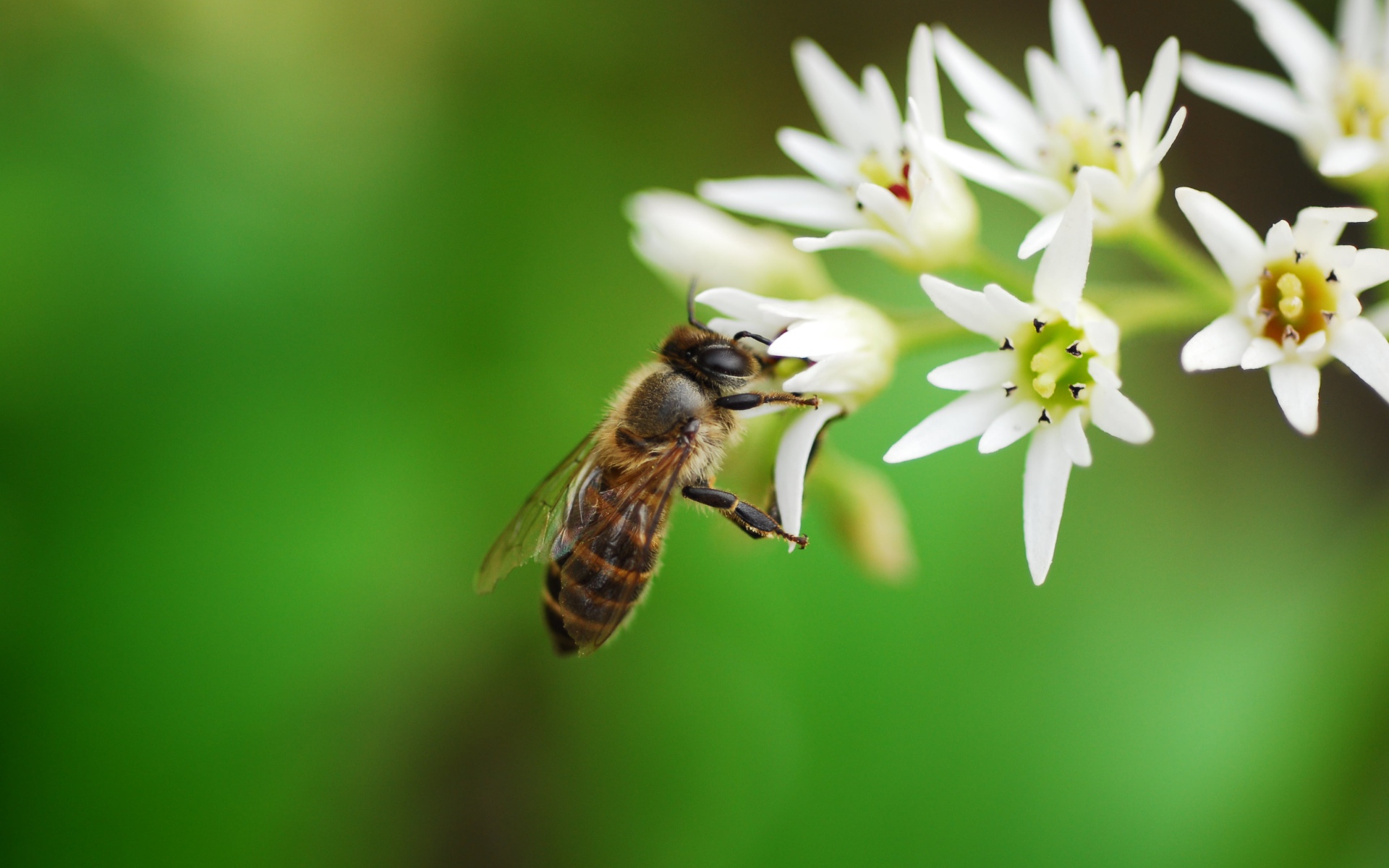 Пчела собирает нектар с белых цветов 