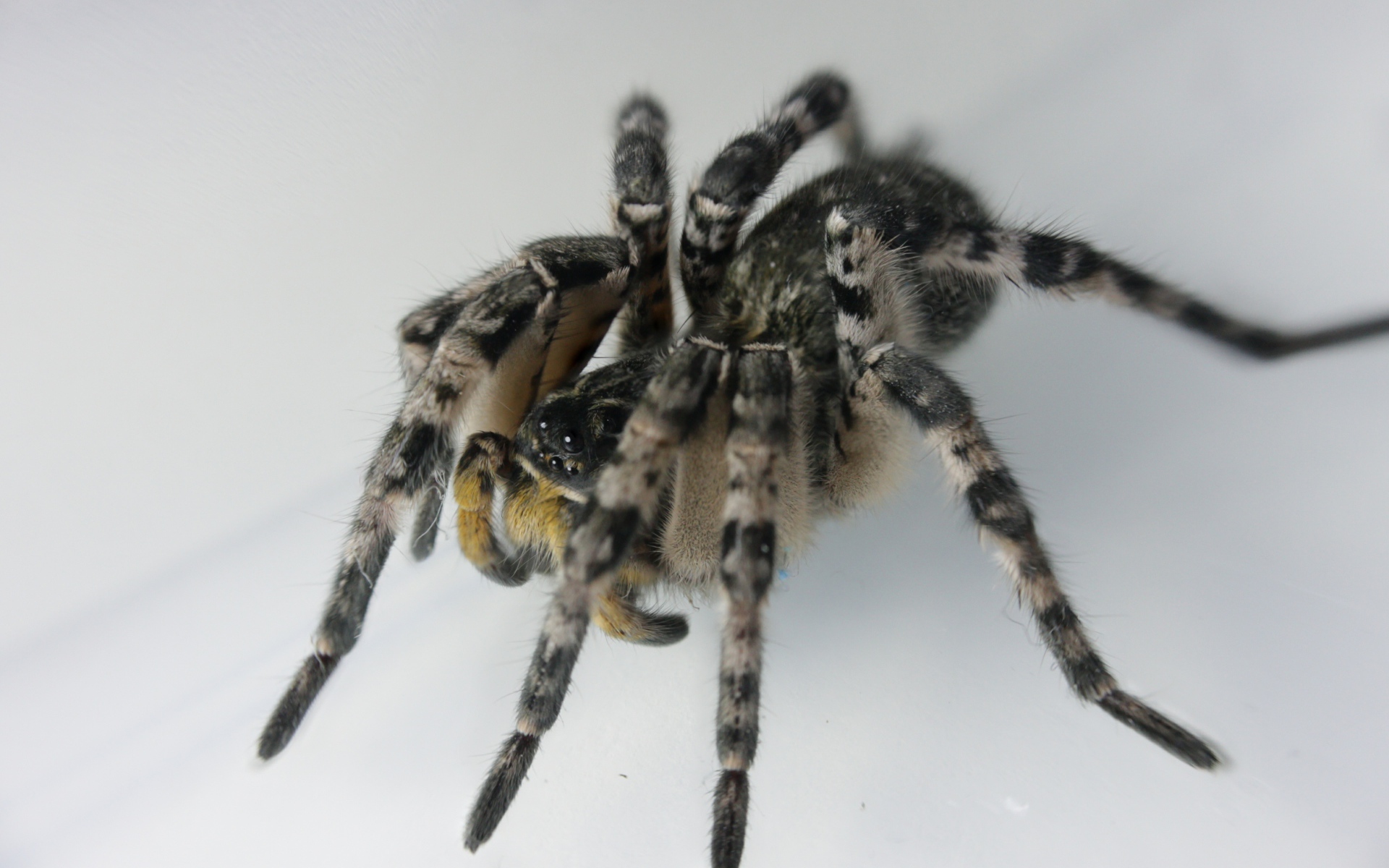 Большой паук на сером фоне крупным планом