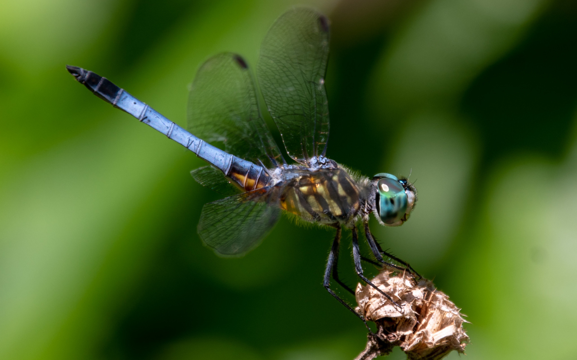 Голубая стрекоза сидит на цветке