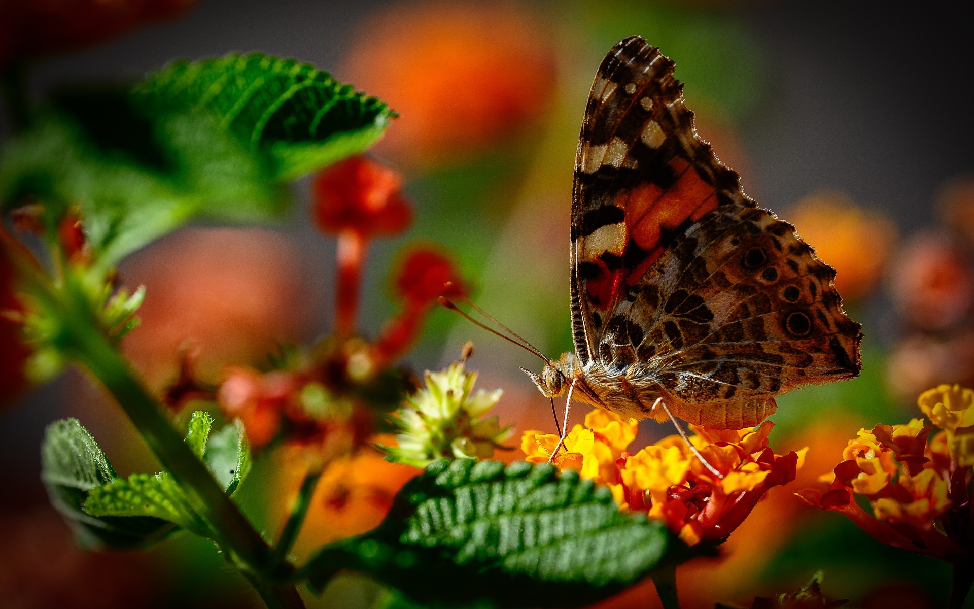 Коричневая бабочка сидит на оранжевом цветке
