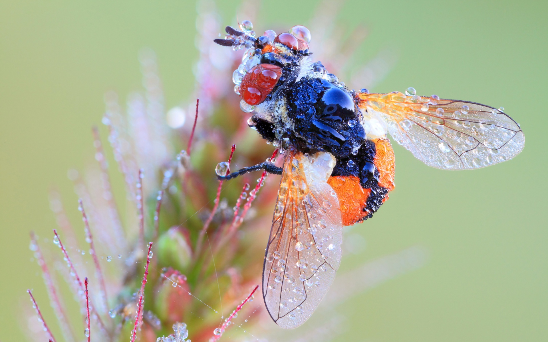 Муха в каплях росы на цветке макросъемка