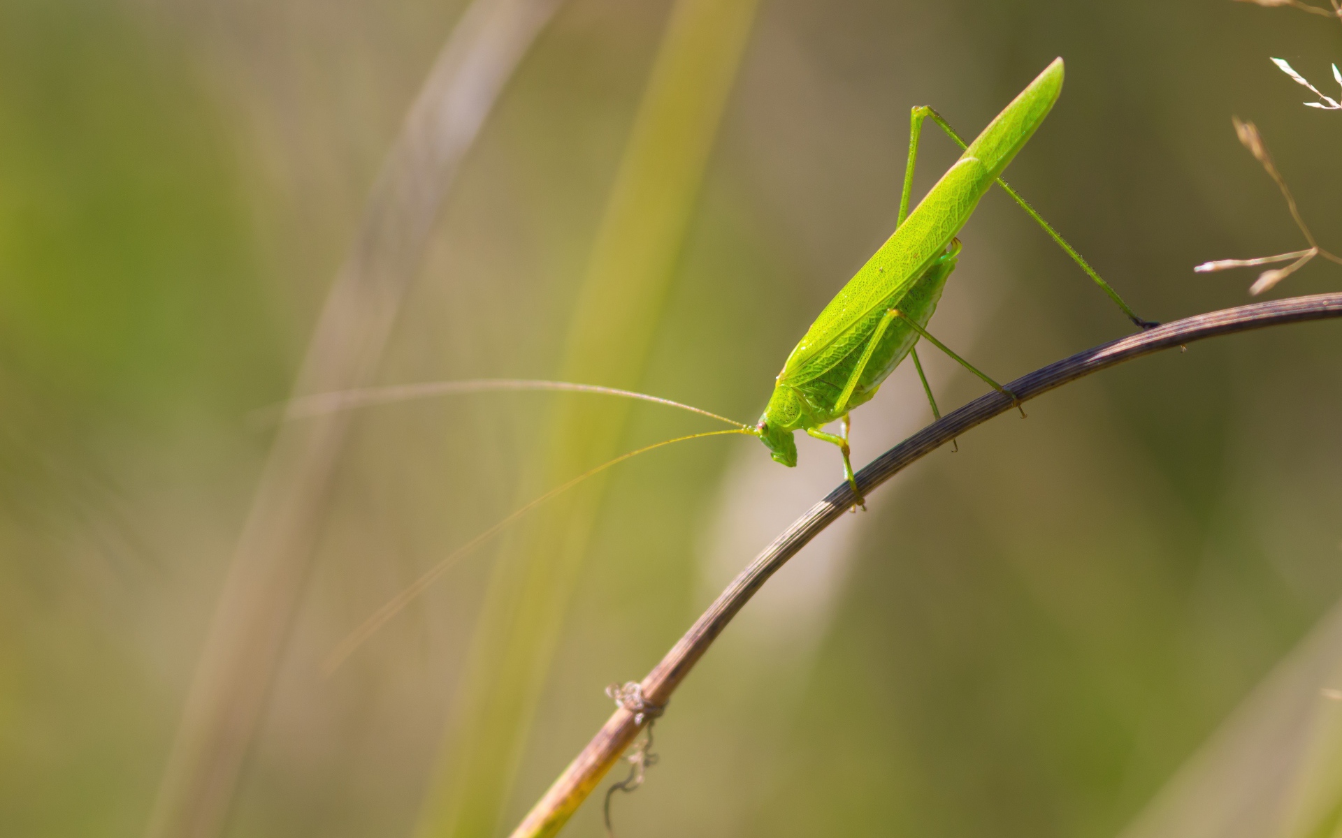 Зеленый кузнечик сидит на траве 