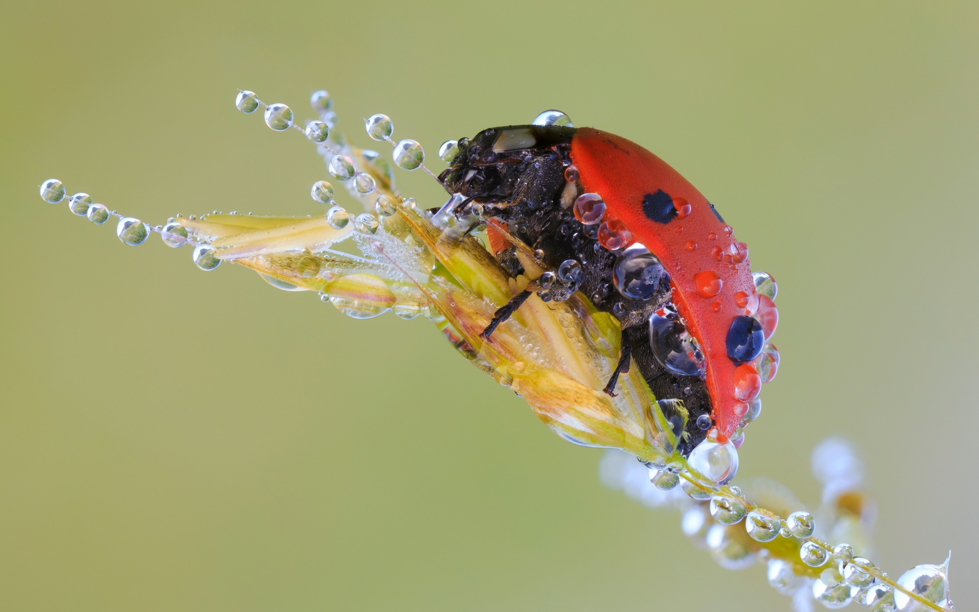 Божья коровка в каплях росы на колоске макросъемка