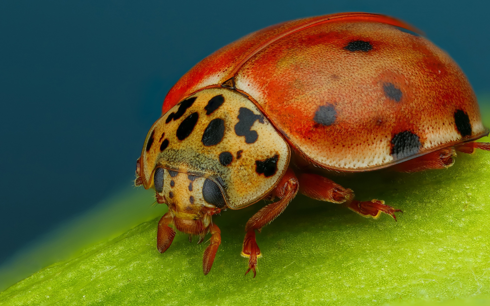 Божья коровка на зеленом листе крупным планом