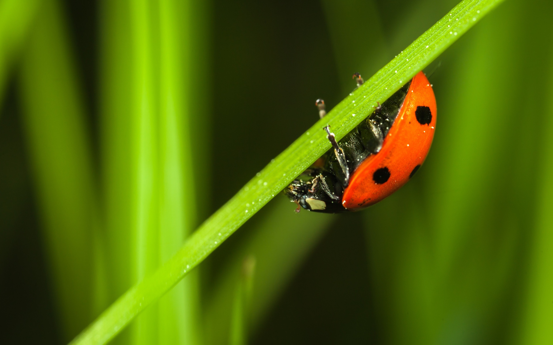 Маленькая красная божья коровка сидит на зеленой траве