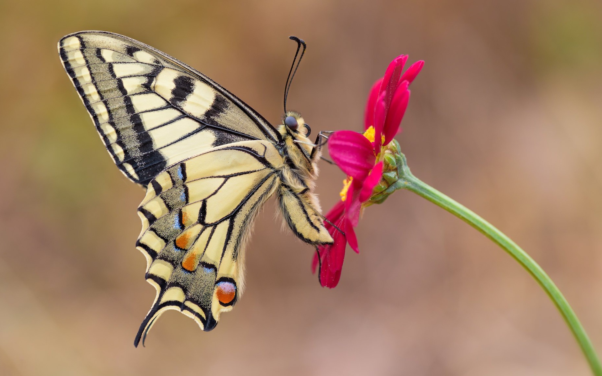 Бабочка махаон сидит на розовом цветке