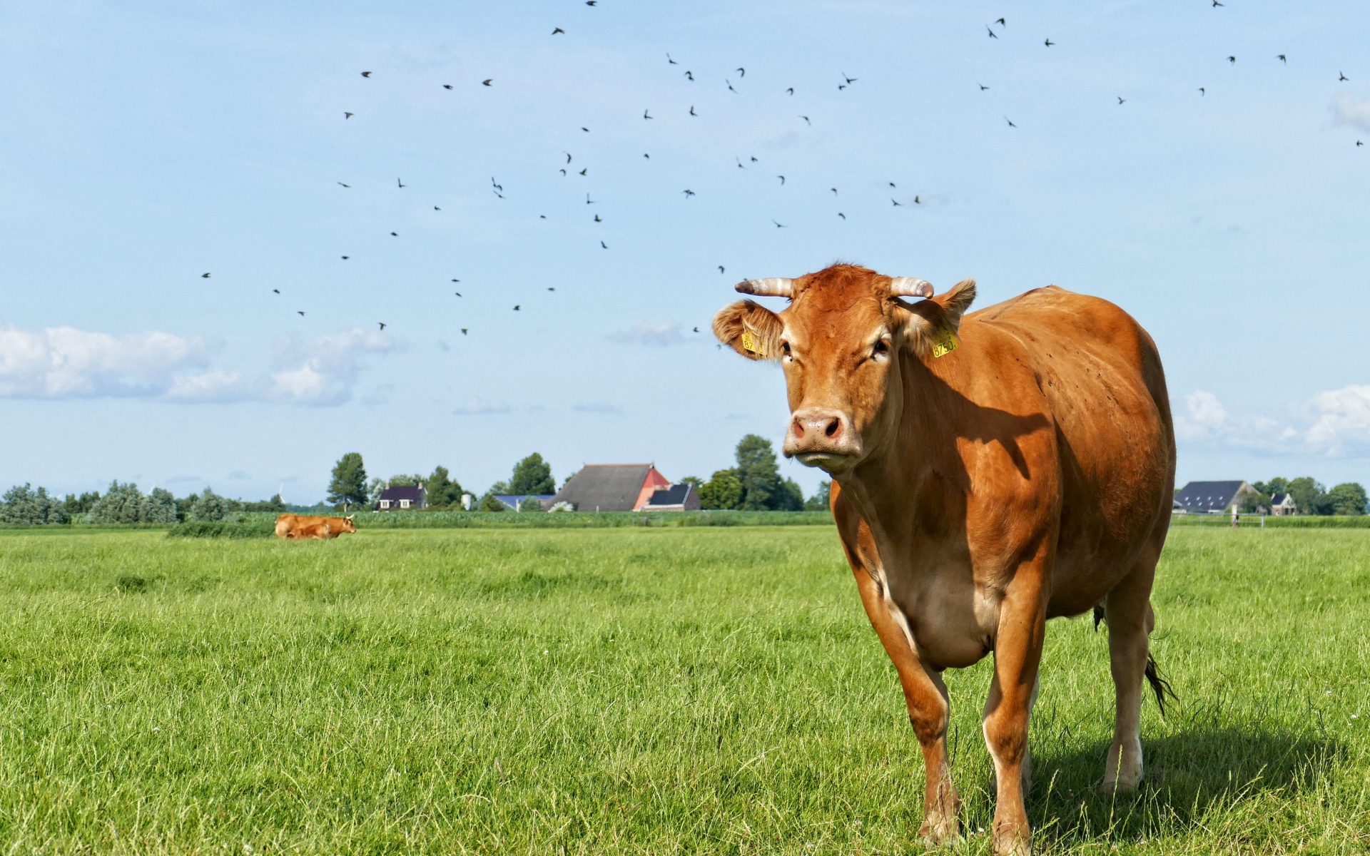 Большая домашняя корова пасется на зеленой траве