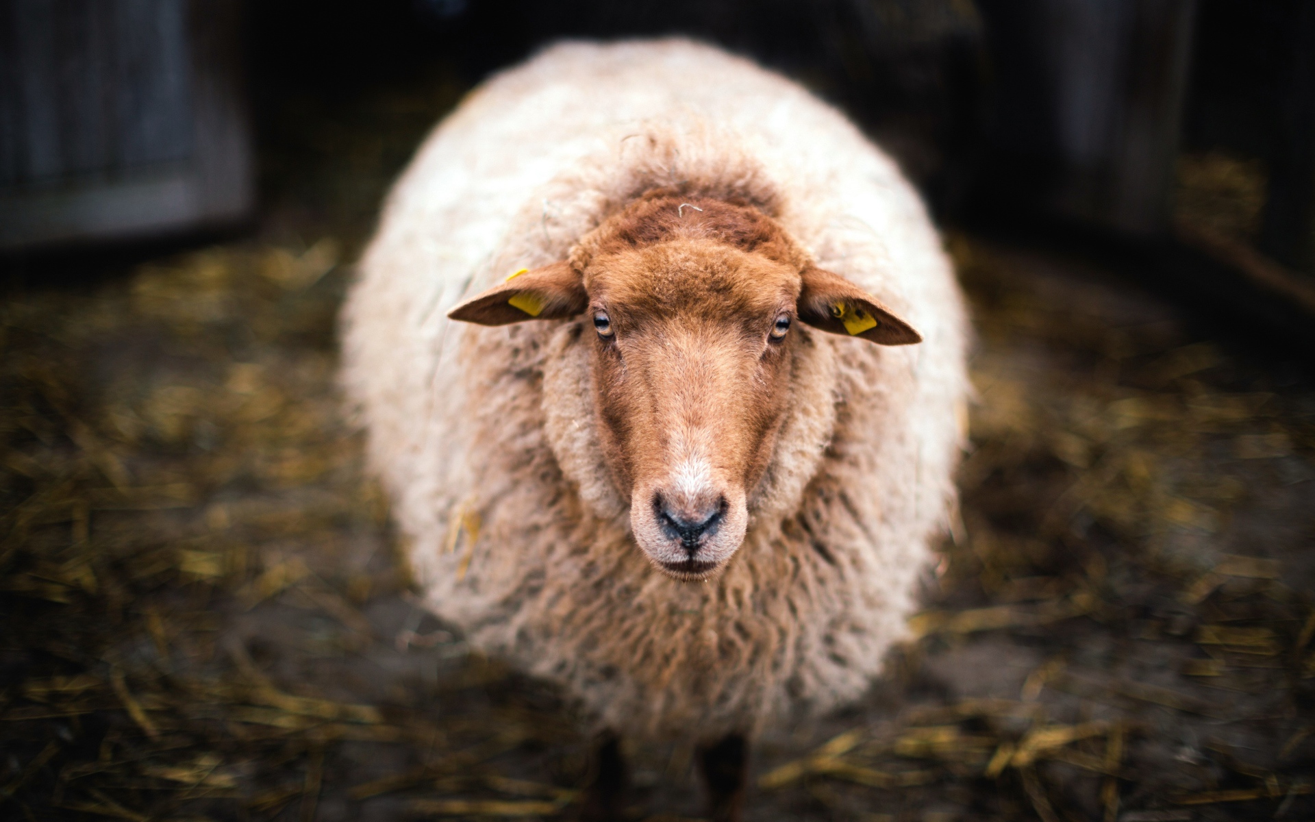 Большая овца с густой шерстью