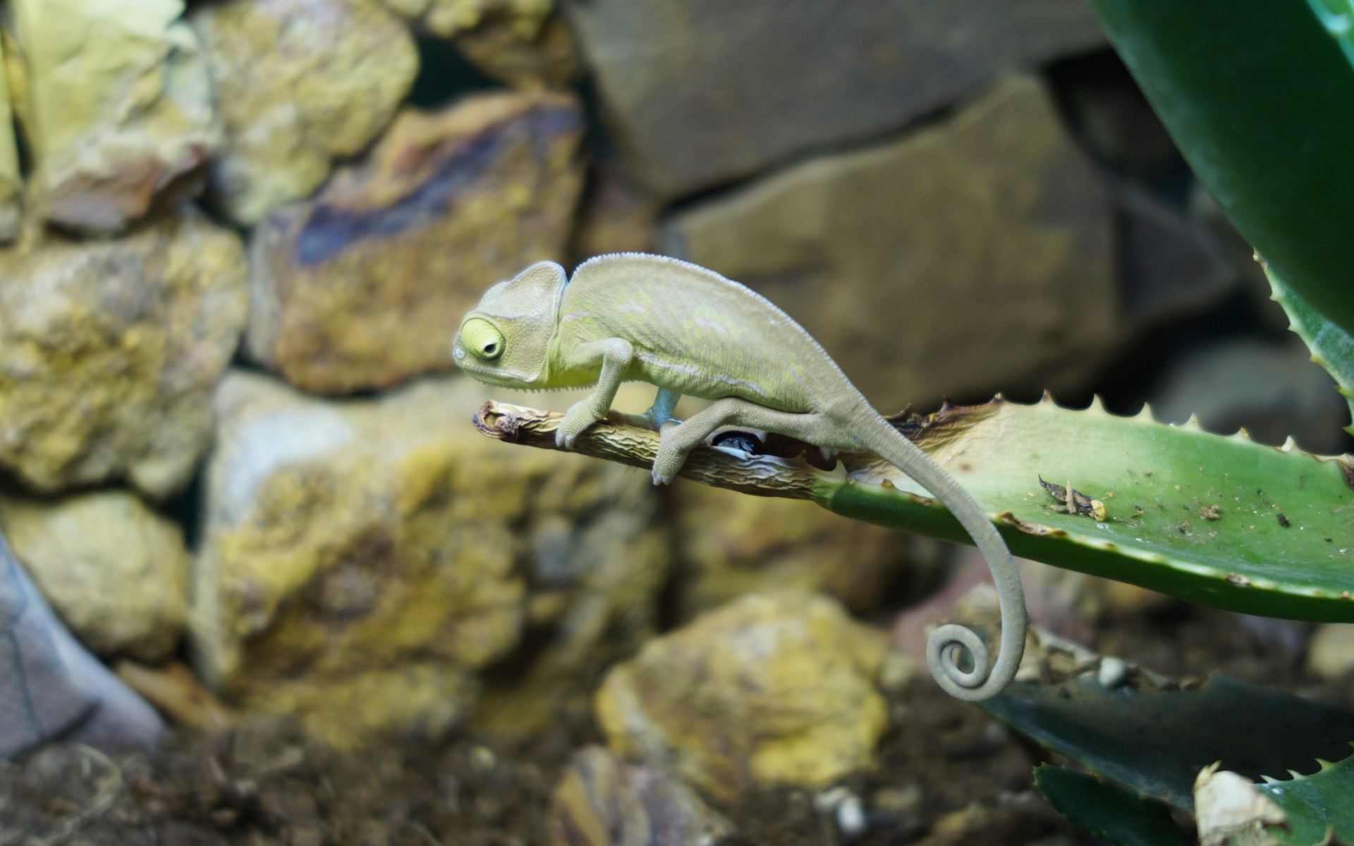 Зеленый хамелеон сидит на ветке алоэ