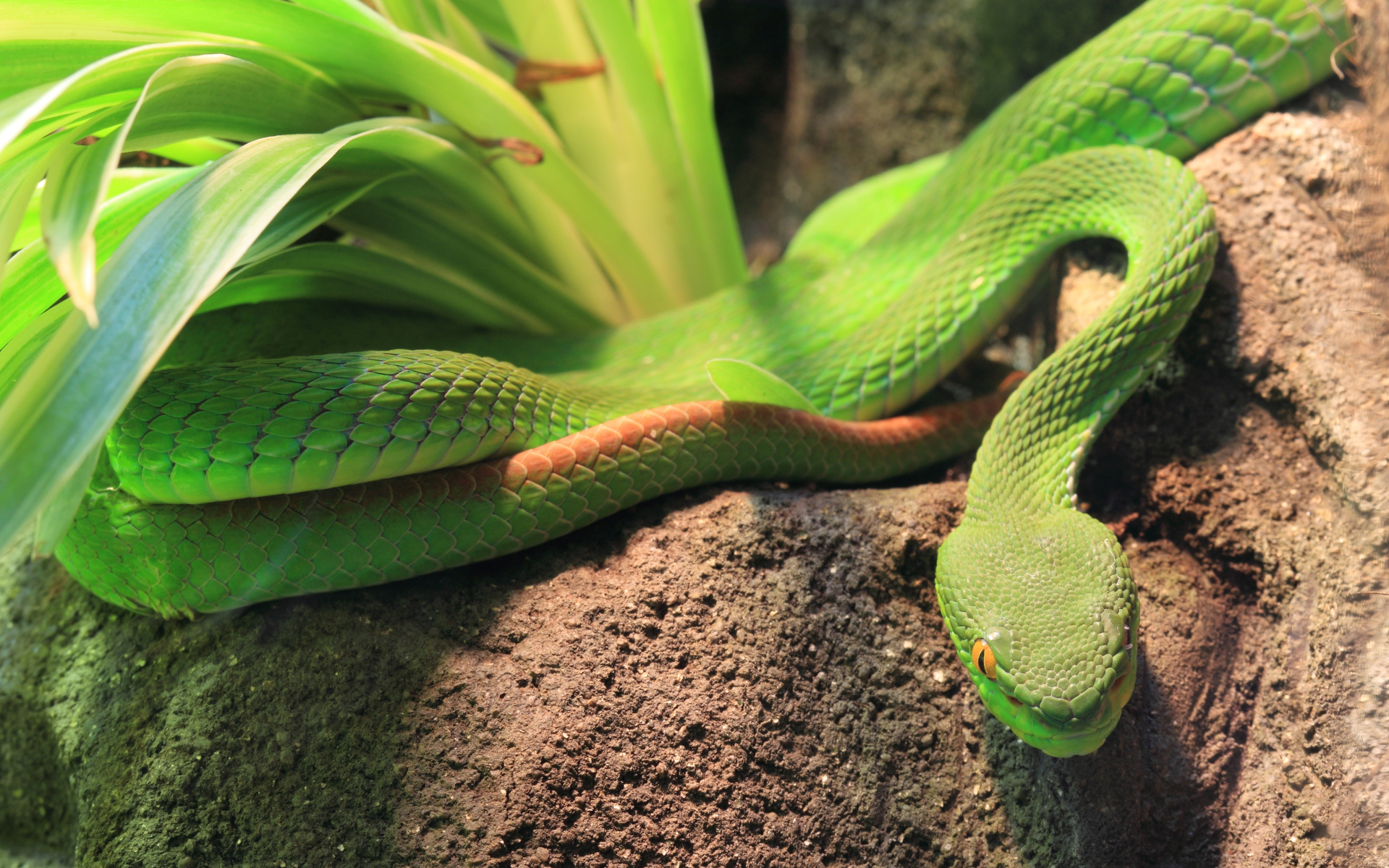 Зеленая змея ползет по земле у растения 