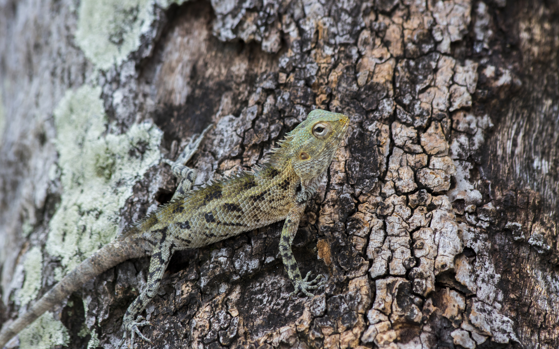 Маленькая ящерица сливается с деревом