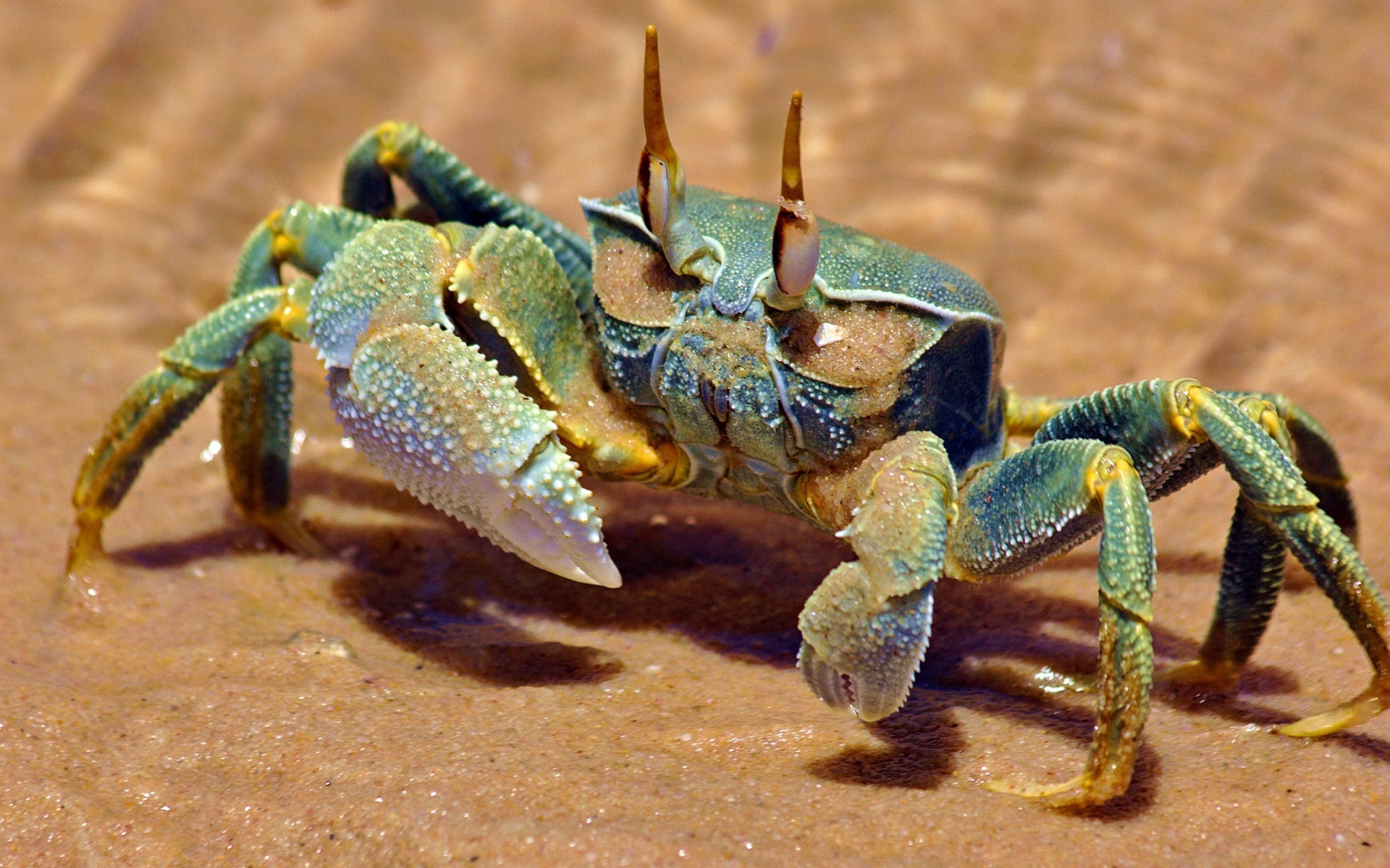 Big green crab on the yellow sand