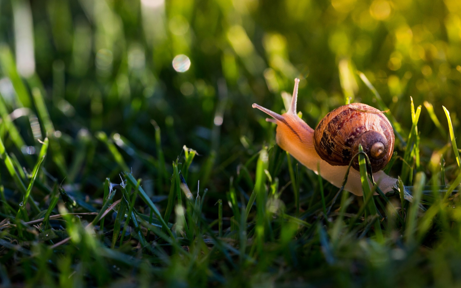 Большая улитка в зеленой траве