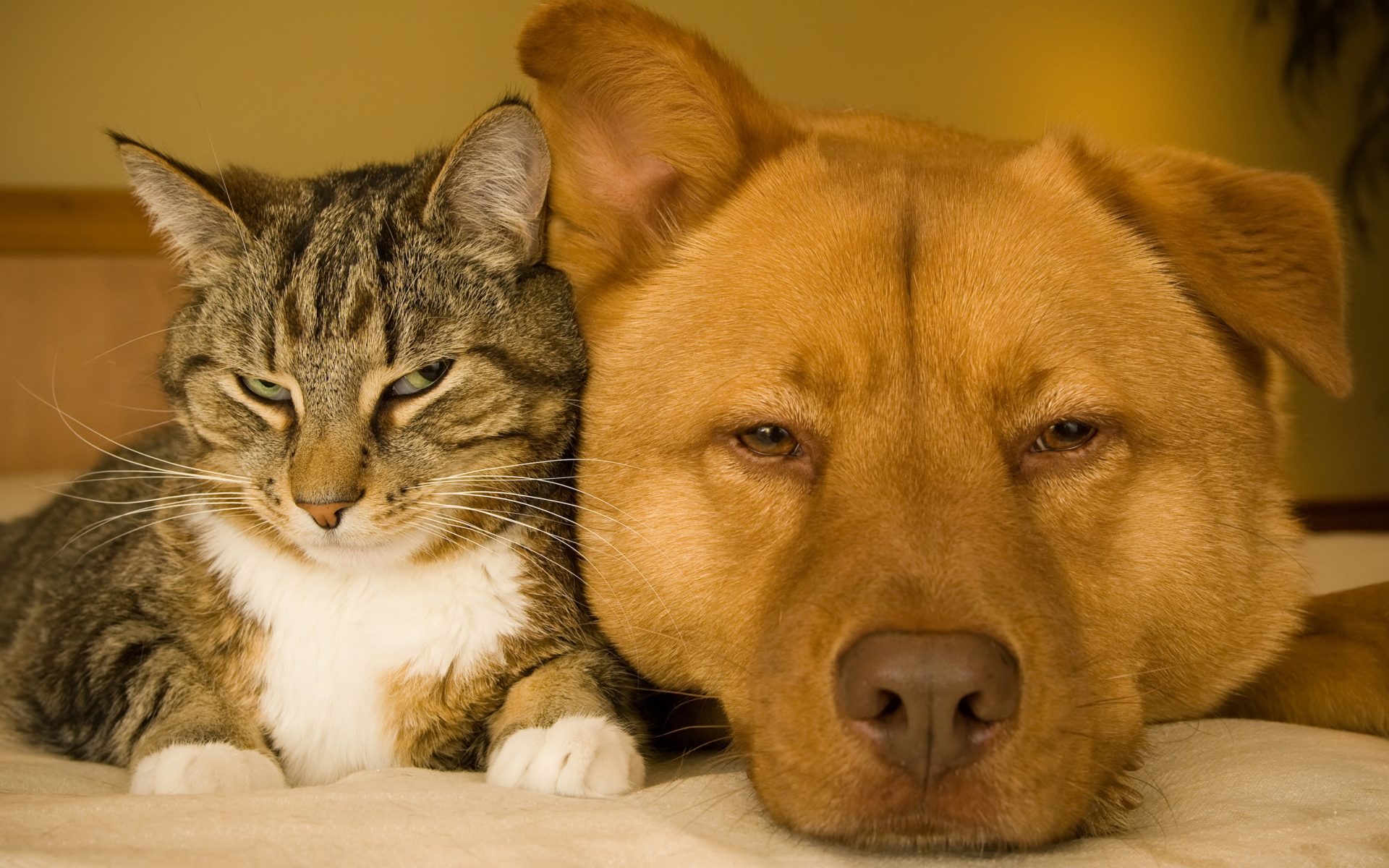 Большой рыжий пес и серый кот лежат вместе