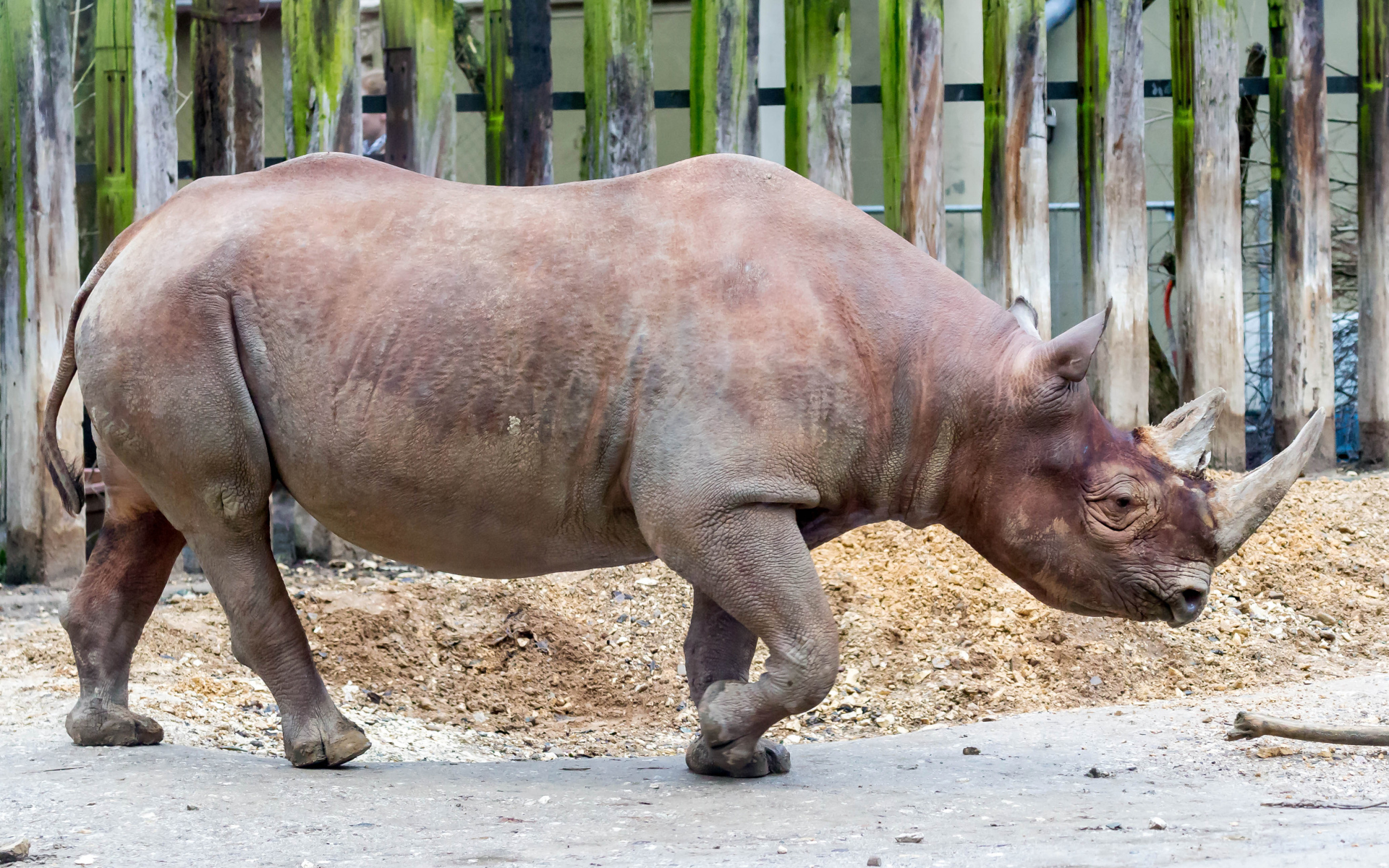 Большой носорог у забора в зоопарке